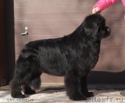 Превью фото № 118954