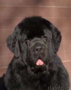 Превью фото № 118960