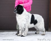 Превью фото № 118983