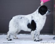 Превью фото № 118985