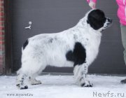 Превью фото № 118986