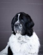 Превью фото № 118989