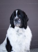 Превью фото № 118992