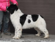 Превью фото № 119000