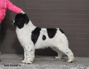 Превью фото № 119002