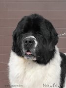 Превью фото № 119008