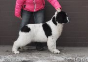 Превью фото № 119015