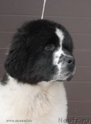 Превью фото № 119020