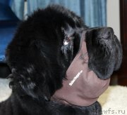 Превью фото № 119032