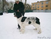 Превью фото № 119037