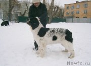 Превью фото № 119038