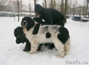 Превью фото № 119040