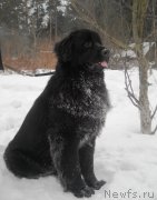 Превью фото № 119083