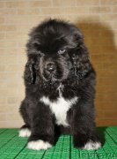 Превью фото № 119116