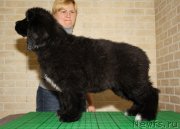 Превью фото № 119126