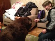 Превью фото № 119129