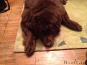 Превью фото № 119130