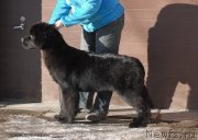 Превью фото № 119145