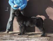 Превью фото № 119146