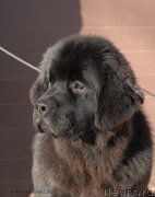 Превью фото № 119152