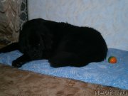 Превью фото № 119221