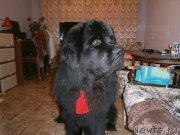 Превью фото № 119234