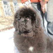 Превью фото № 119244