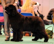 Превью фото № 119246