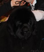 Превью фото № 119247