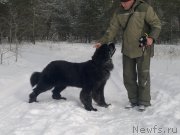 Превью фото № 119251