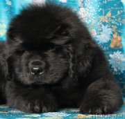 Превью фото № 119269