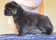 Превью фото № 119284