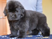 Превью фото № 119285