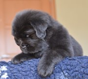 Превью фото № 119293