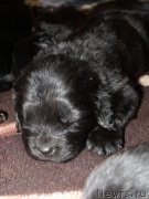 Превью фото № 119320