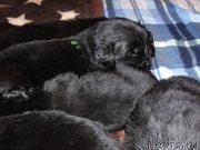 Превью фото № 119321