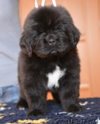 Превью фото № 119343