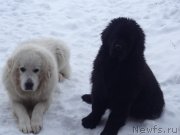 Превью фото № 119427