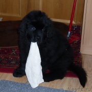 Превью фото № 119437