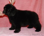 Превью фото № 119456