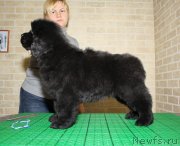 Превью фото № 119480