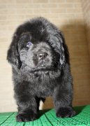 Превью фото № 119481