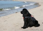 Превью фото № 119486