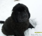 Превью фото № 119491