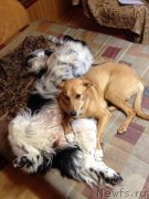 Превью фото № 119511