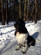 Превью фото № 119523