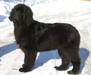 Превью фото № 119547