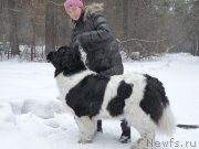 Превью фото № 119569