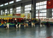 Превью фото № 119573