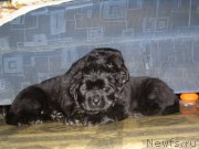 Превью фото № 119622